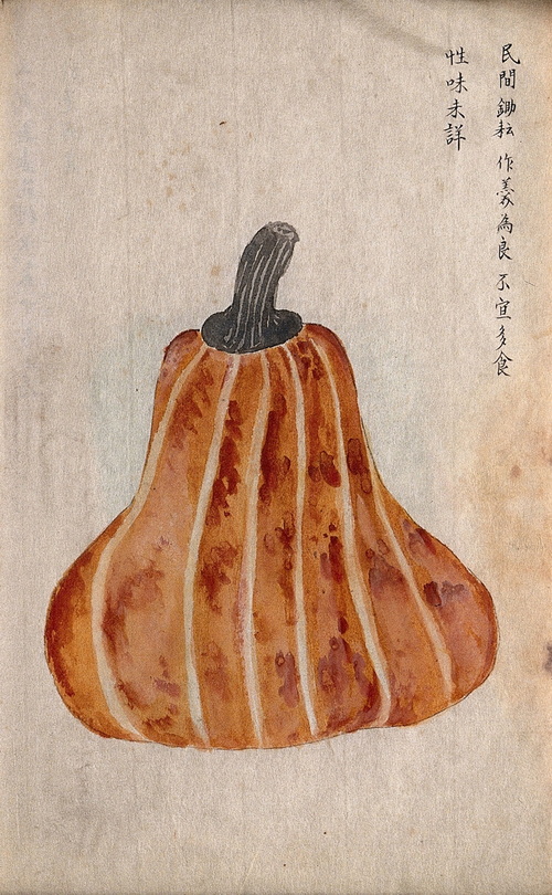 Japanese Pumpkin watercolour