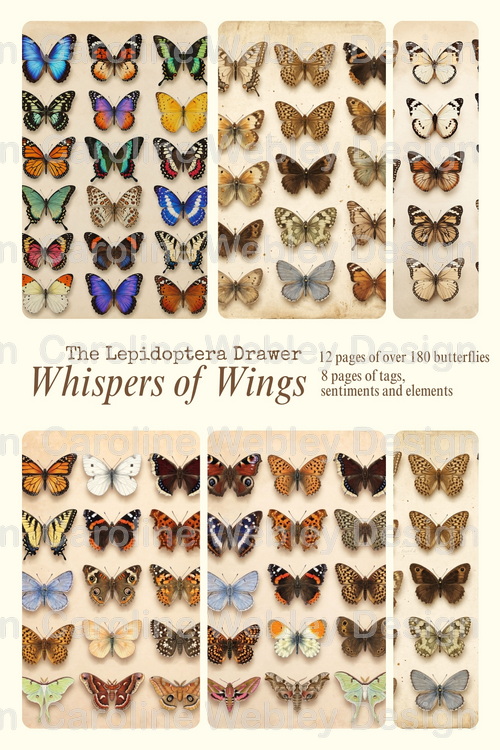 Download - The Lepidoptera Drawer - Whispers of Wings